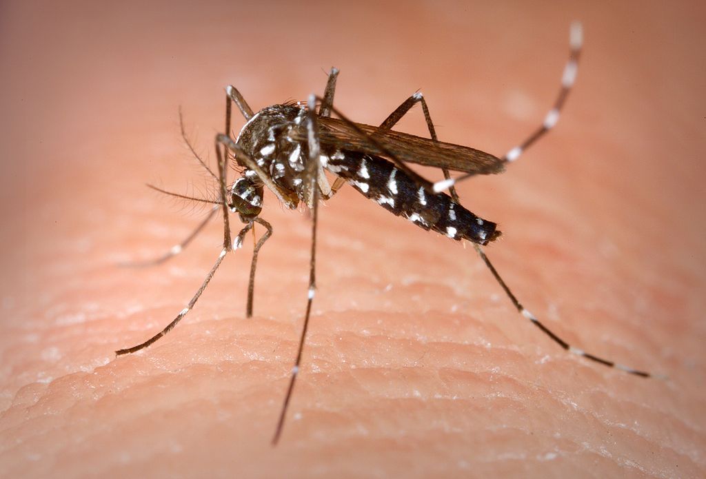 Oms: rischio Zika anche in Europa